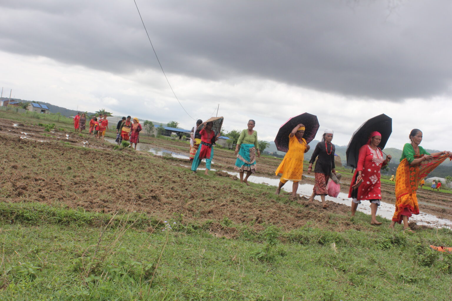 कर्णालीमा ३९ प्रतिशत रोपाइँ, सिँचाइका लागि आकाशकै भर  